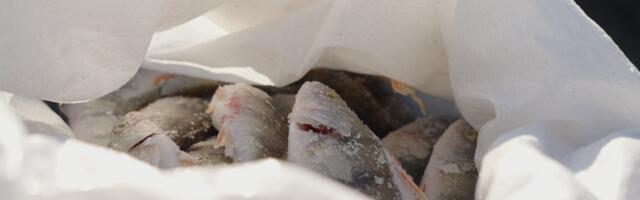 Riik loobus Pärnumaa kalurite püügivahendite kallale minemisest