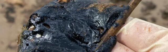 Masuudireostus Vainupeal: külavanem kutsub laupäevaks talgulisi appi