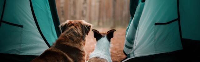 Suvi on tulekul: kus saab Euroopas tasuta telkida?