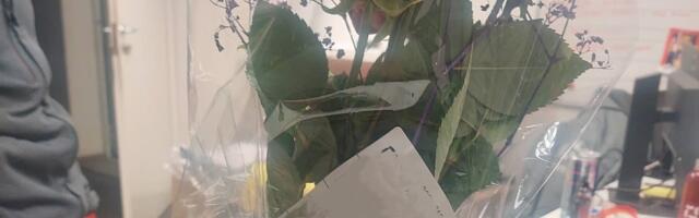 Plaanid sõbrapäevaks pakki saata? Ekspert selgitab, mida ei tohi pakiautomaati panna