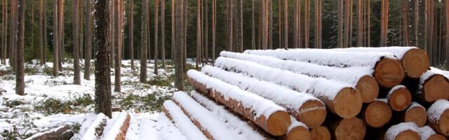 Uuring: puidu kõrgem väärindamine aitab ühendada metsade kaitse ja majanduse arengu