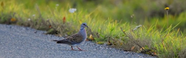 INTERVJUU | Ornitoloog Margus Ellermaa: Eestis on keskkonnakaitsjate ja hävitamise propageerijate tasakaal väga paigast ära