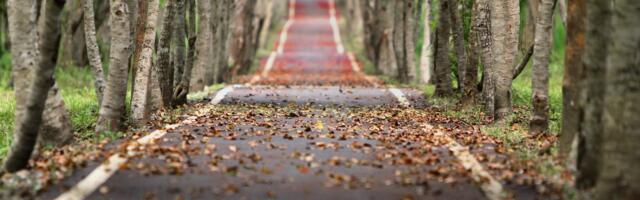 Rebasefarmi taha ehitatakse teed