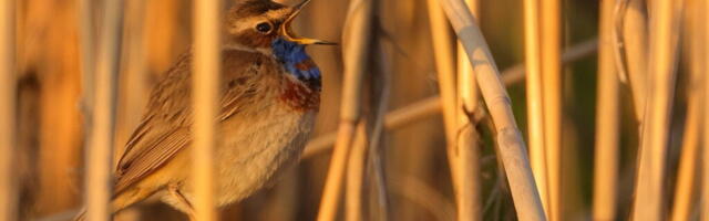 Kilvar Kessler NÄDALA FOTO