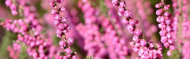 Suurel rukkiemapäeval jälgi kanarbikku