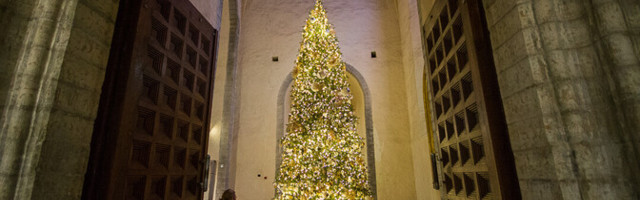 Galerii: Niguliste kirik sai särava jõulupuu