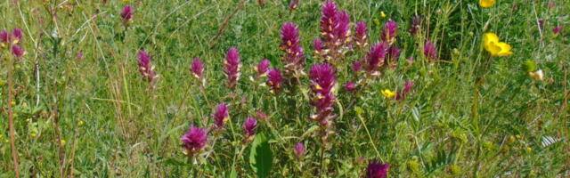 SAARTE HARULDUS | Orhideed meenutavat põld-härgheina niite näeb Eestis vaid läänesaartel