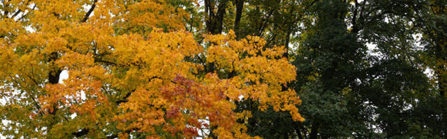 Nädala esimeses pooles tõuseb õhutemperatuur 10 kraadi juurde