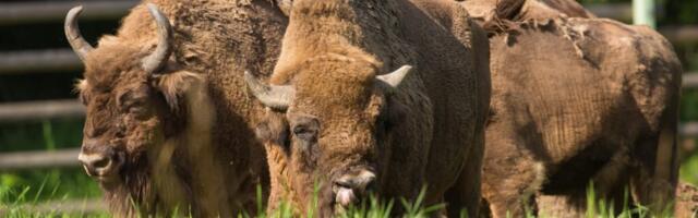 RMK Elistvere loomapargil on kurb uudis – pühapäeva õhtul suri meie piisonipull Gamlet