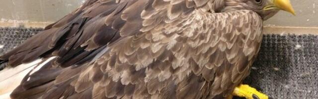 Plii laskemoona keelustamine seisab poliitiliste otsuste taga