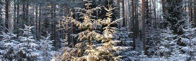 RMK ostis mullu eraomanikelt rekordkoguses looduskaitselist maad