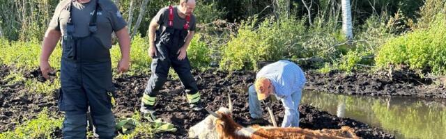 Päästjad abistasid Valgamaal mutta vajunud veist