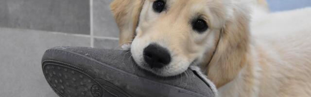 Mille jaoks kasutavad eestlased ostukindlustust?