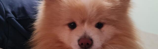 Õnnelik õnnetus: abivalmid inimesed päästsid Viimsi rannas jäätükiks külmunud koerakese