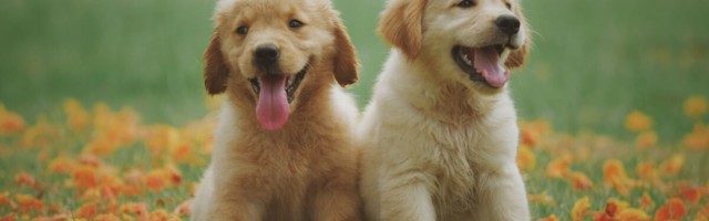 Vaimse tervise võti on igaühel taskus