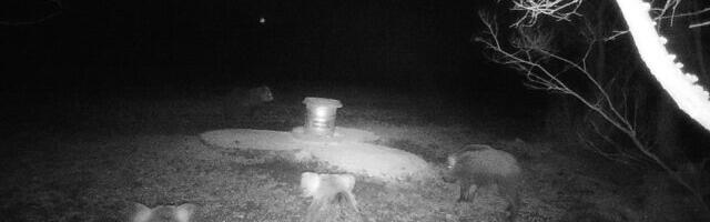 PILTUUDIS: Sead ajasid karu minema