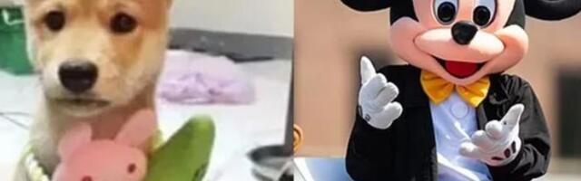 Õõvastav trend: valusa protseduuri tulemusel saad muuta oma lemmiklooma Miki-Hiire sarnaseks