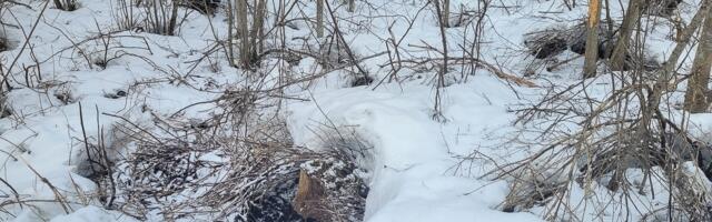 Karupessa võib metsas jalutav inimene kogemata sattuda küll