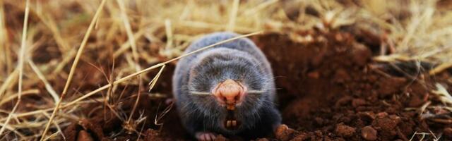 Muttide peamagistraali leidmine aitab neid lõksudega paremini kinni püüda