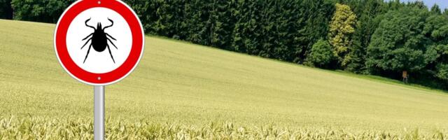 Eestis on registreeritud pea kaks korda enam puugihaigusi kui mullu samal ajal