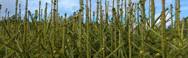 RMK võimaldab kõigil soovijail osta kuusetaimi sügisistutuseks 