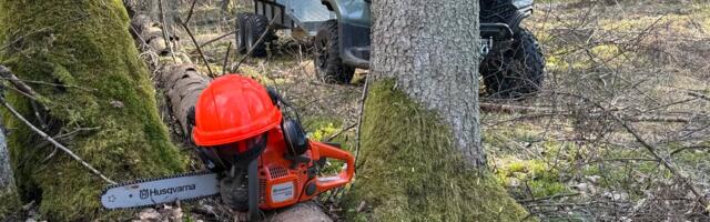 KAS TEADSID? | Väikemetsaomanik võib pesitsusrahu ajal metsas edasi toimetada