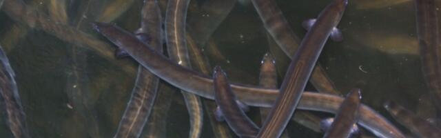 Keskkonnakomisjon arutas angerjate ümberasustamisega seotut