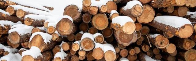 Ebaseaduslik puidukaubandus võib selles osalejad vangi saata