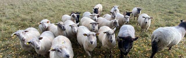 Eero Praks: Eesti lambakasvataja tegelik vaenlane on inimlik lollus, mitte hunt