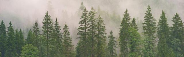 EKO: metsa- ja looduskaitseseaduse muudatused kiirendavad looduse kadumist