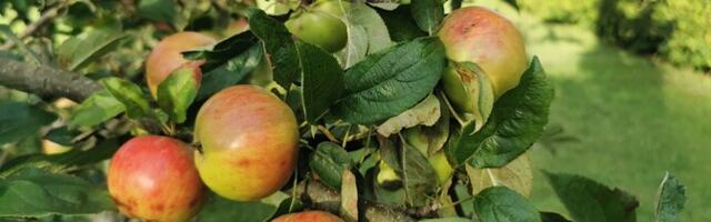 Eesti aiasaaduste hinda aitaks alla tuua tootmise mehhaniseerimine