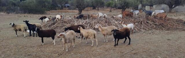 Suurim põllumajandustoetuste pettuste skandaal Kreekas: 22 miljonit eurot kadus