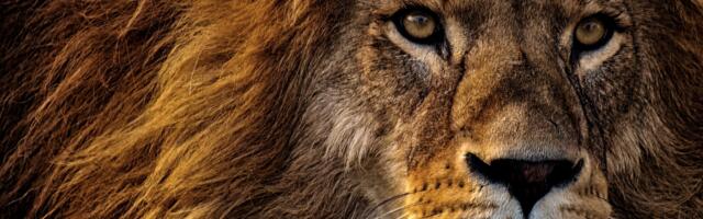 Horoskoop: millised on Lõvi tähtkujus sündinud naised ja mehed ning kuidas nad armastavad