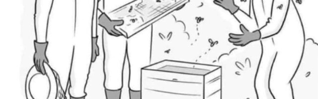 Karikatuur. Tõrksa taltsutamine – mesilased uskmatut vaktsineerimas