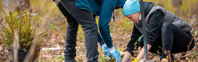 Kuidas raielankidest jälle mets saab?
