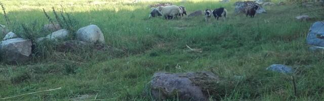 ANDRES JAANUS: loomapidajad looduskaitse alla!