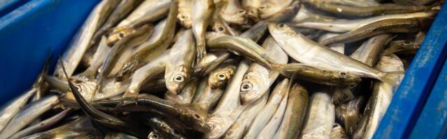 Liivi lahe räime tervis on kõige parem