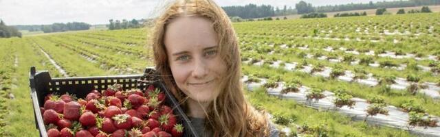 Kuuldused maasikate lõpust on liialdatud: kodumaiseid marju saab veel augustiski