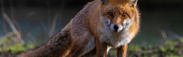 Lõppes metsloomade sügisene marutaudivastane vaktsineerimine