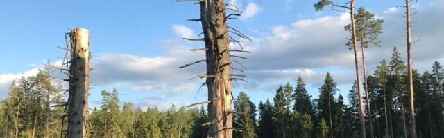 Мадизе: государство нарушило закон, вводя дополнительные ограничения на территории Natura 2000