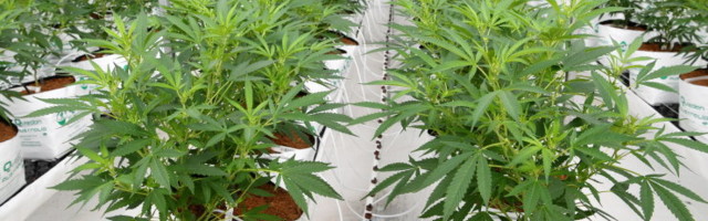 Uus-Meremaa otsustas referendumil marihuaanat mitte seadustada