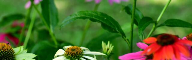 Päevahoroskoop : teisipäev, 12. august