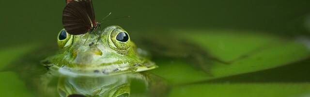 Uus avastus: konnade kõhubakter kaotab kasvajad jäädavalt