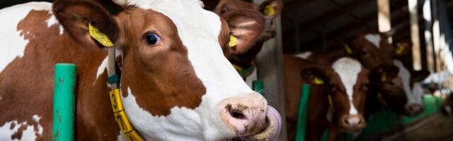 Toidutootjad: suurtele tööstustele fikseeritud hinnaga elektrit lihtsalt ei pakuta