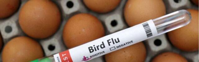 Neljandas Viktoria talus avastati linnugripp (H7N3)