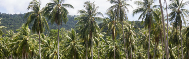 Rohepesu? Tere loobus kohukestes palmiõlist ja asendas selle … teise palmi õliga