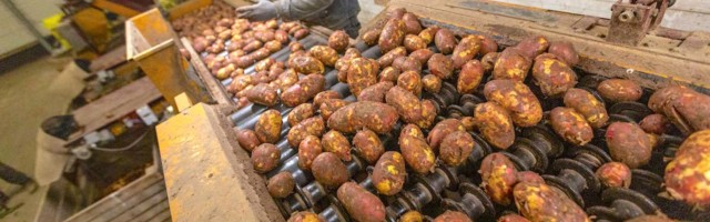 Hakkaks tootma? See on kõige keskkonnasäästlikum piim, mille toorainet on Eestis külluslikult