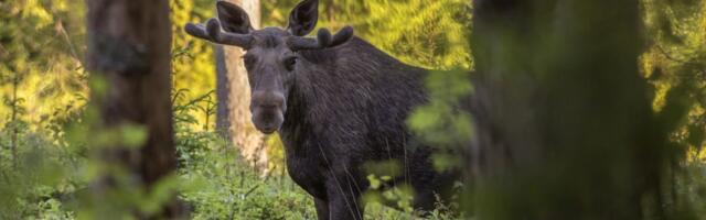 Kokkupõrked metsloomadega on vähenenud