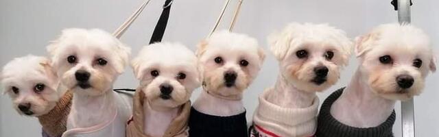 Kutsikavabrikust päästetud koerte heaks tuli rekordkiirusel kokku 15 000 eurot