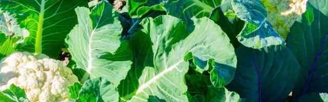 KAS TEADSID? | Just neid köögiviljasid võib veel juunis külvata